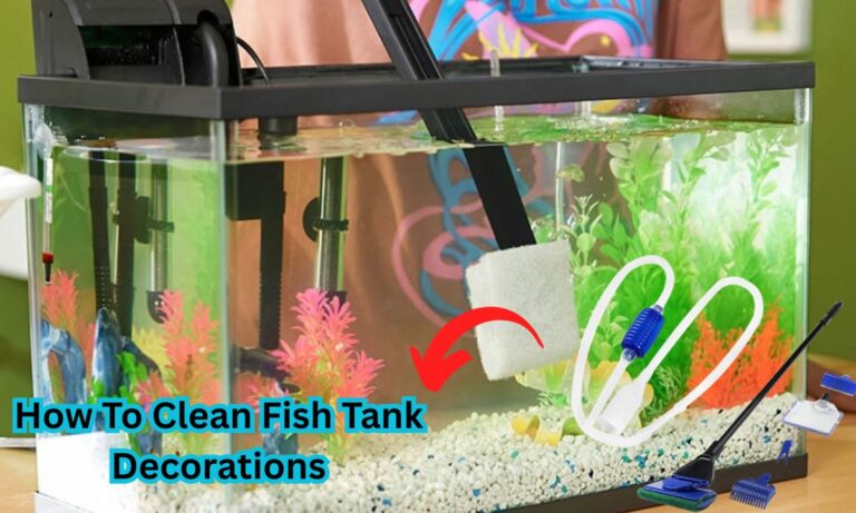 How To Clean Fish Tank Decorations