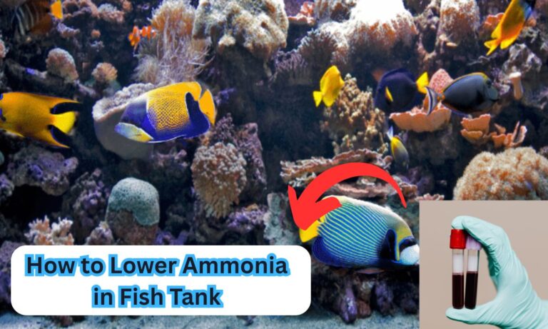 how to lower ammonia in fish tank